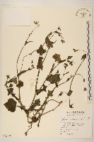 紫背草藏品圖，第1張