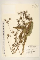 鵝仔草藏品圖，第1張