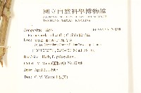 鵝仔草藏品圖，第2張