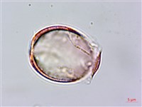 日本筋骨草藏品圖，第1張