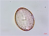 日本筋骨草藏品圖，第2張