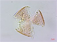 日本筋骨草藏品圖，第3張