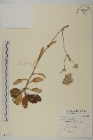 日本假蓬藏品圖，第1張