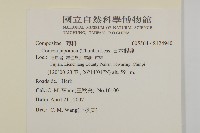 日本假蓬藏品圖，第2張