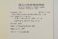 油菊、野菊藏品圖，第2張