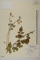 大花咸豐草藏品圖，第1張