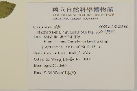 大花咸豐草藏品圖，第2張