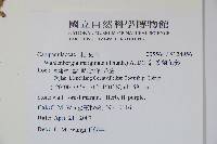 細葉蘭花參藏品圖，第2張