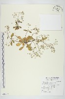 大葉火焰草藏品圖，第1張