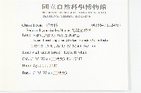 大葉火焰草藏品圖，第2張