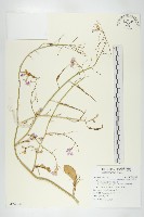 濱萊菔藏品圖，第1張