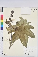 蓖麻藏品圖，第1張