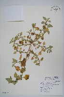 番杏藏品圖，第1張