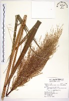 五節芒藏品圖，第1張