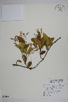 絡石藏品圖，第1張