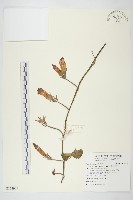 銳葉牽牛藏品圖，第1張