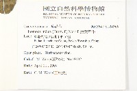 銳葉牽牛藏品圖，第2張