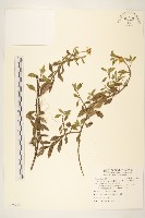 天蓬草舅藏品圖，第1張