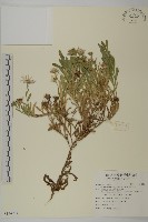 華南狗娃花藏品圖，第1張