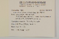 華南狗娃花藏品圖，第2張