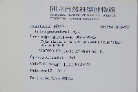 爵床藏品圖，第2張