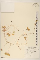 濱剪刀股藏品圖，第1張