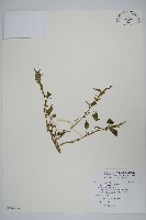 野莧菜藏品圖，第1張