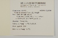 光果南蛇藤藏品圖，第2張