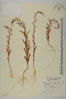 變葉藜藏品圖，第1張