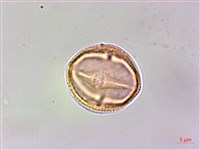 刺花椒藏品圖，第2張