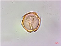 刺花椒藏品圖，第3張