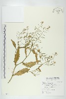 葶藶藏品圖，第1張