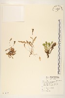 細葉剪刀股藏品圖，第1張