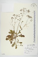 黃鵪菜藏品圖，第1張