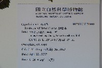 接骨木，木蒴藋藏品圖，第2張