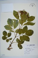 接骨木，木蒴藋藏品圖，第1張