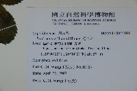 接骨木，木蒴藋藏品圖，第2張