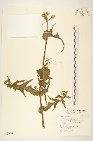 苦苣菜藏品圖，第1張