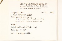 苦苣菜藏品圖，第2張