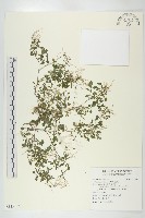 焊菜藏品圖，第1張