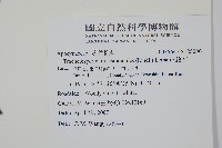 絡石藏品圖，第2張