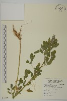 小葉藜藏品圖，第1張