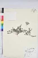 小葉大戟藏品圖，第1張