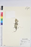 登錄號:S125012藏品圖，第1張