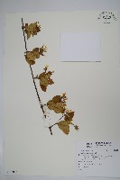 登錄號:S125014藏品圖，第1張