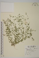 無心菜、鵝不食草藏品圖，第1張