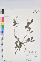 密花五月茶藏品圖，第1張