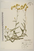 鼠麴草藏品圖，第1張