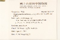 鼠麴草藏品圖，第2張