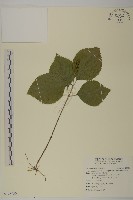 絲穗金粟蘭藏品圖，第1張